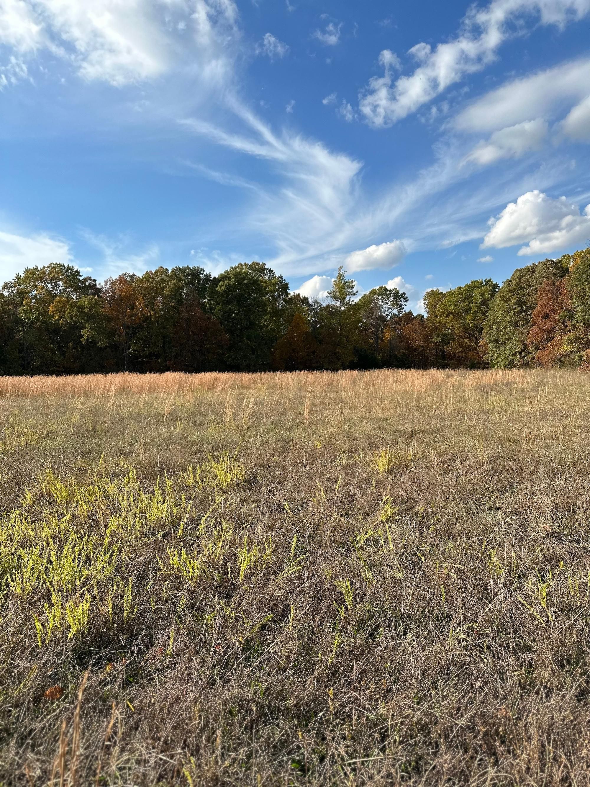 3763 Wolfe Road, Mountain Grove, MO 65711 MLS 60254840 LandWatch