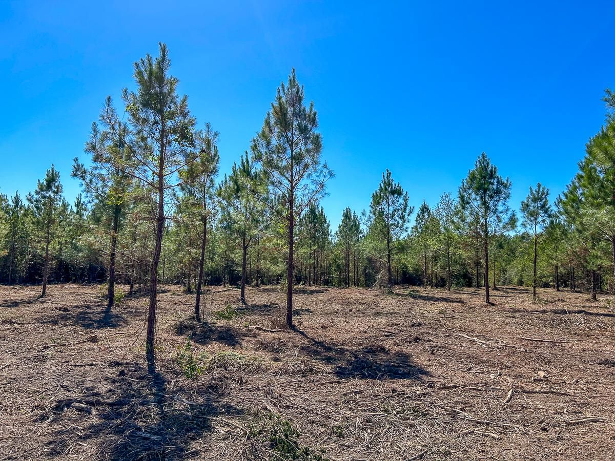 Warren, Tyler County, TX Recreational Property, Undeveloped Land, Horse