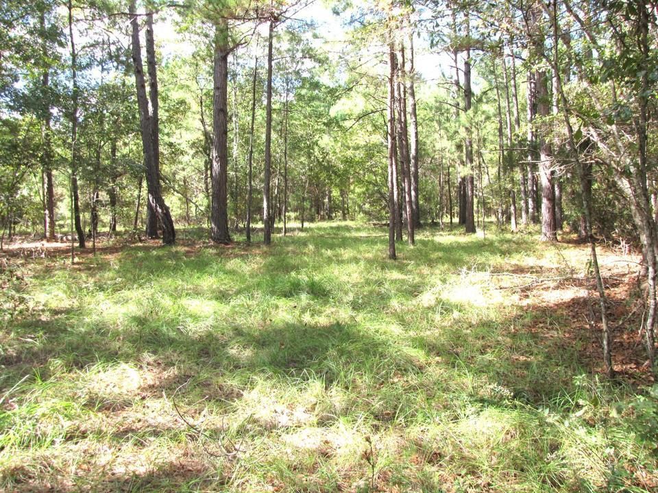 67.4 acres in Sylvania, GA, 30467 LandWatch