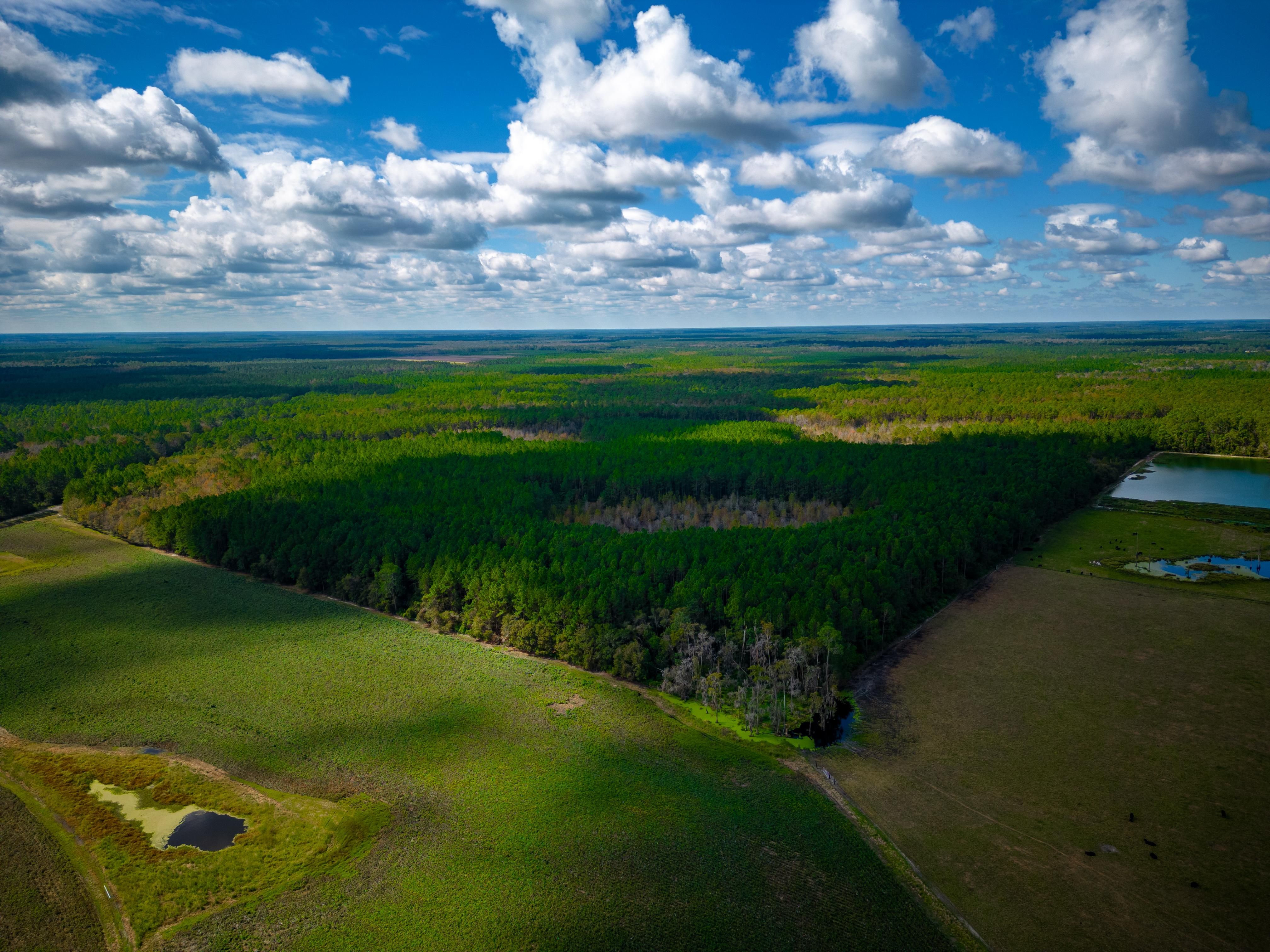 Live Oak Church Road, Pearson, GA 31642 MLS 10217781 LandWatch