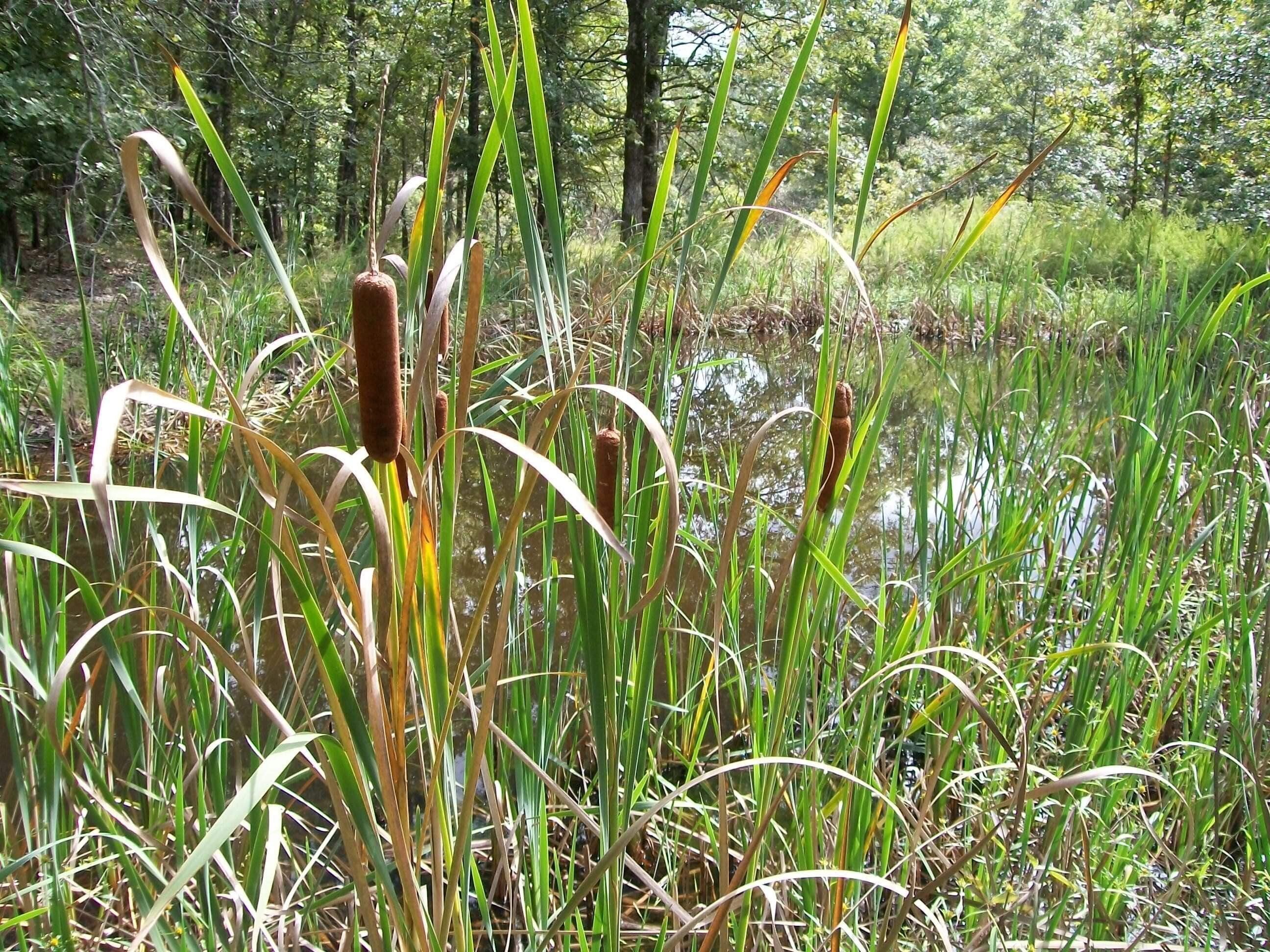 Koshkonong, Oregon County, MO Undeveloped Land for sale Property ID