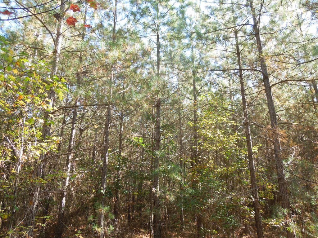 Biscoe, Moore County, NC Recreational Property, Timberland Property for