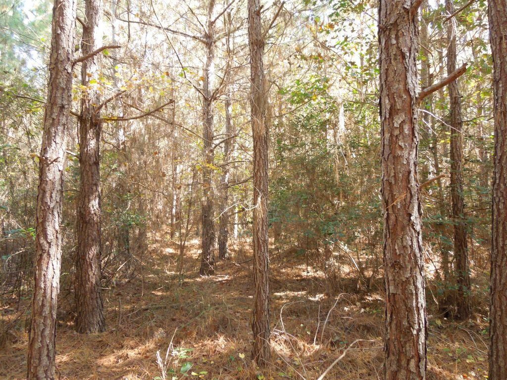 Biscoe, Moore County, NC Recreational Property, Timberland Property for sale Property ID