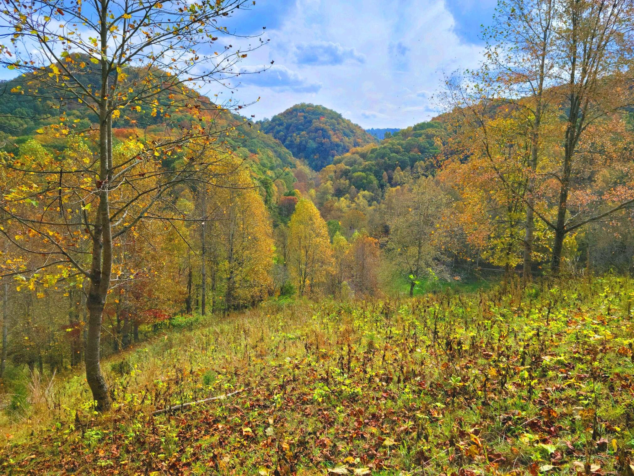 Abingdon, Washington County, VA Undeveloped Land for sale Property ID