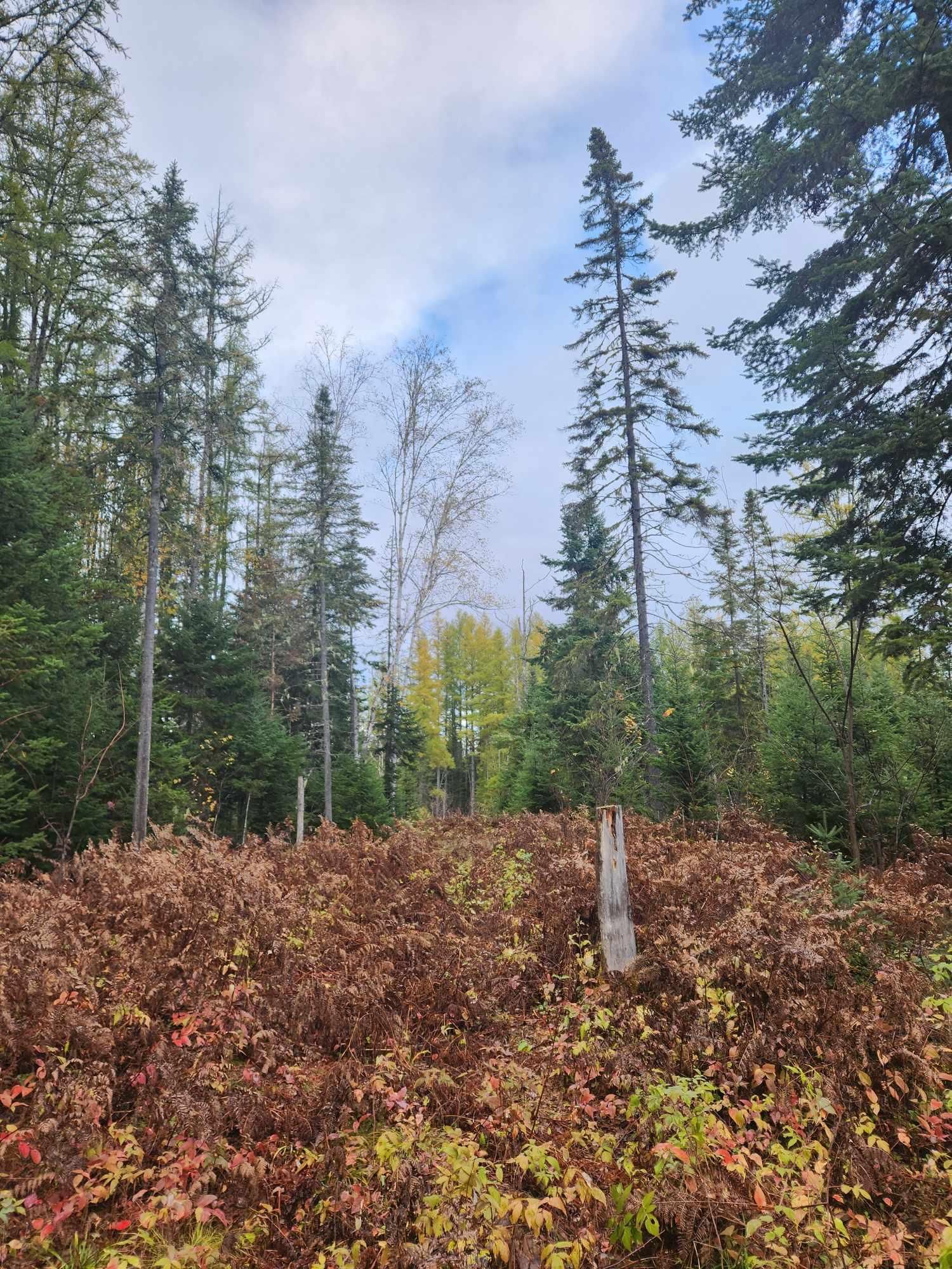 Madawaska, Aroostook County, ME Timberland Property, Hunting Property