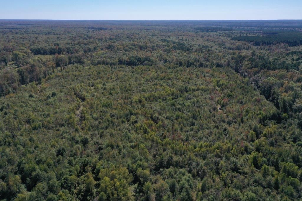 60 acres in Poyen, AR, 72128 MLS 5063 Saline LandWatch
