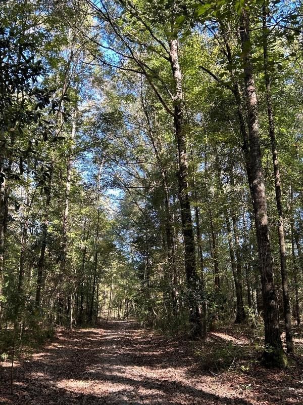 Ariton, Barbour County, AL Timberland Property, Hunting Property for