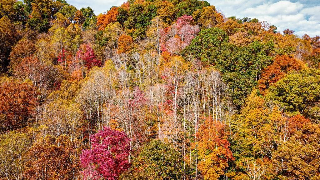 Mcandrews, Pike County, KY Undeveloped Land for sale Property ID