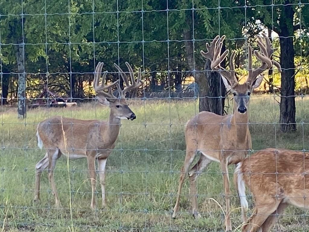 Savoy, Fannin County, TX Farms and Ranches for sale Property ID