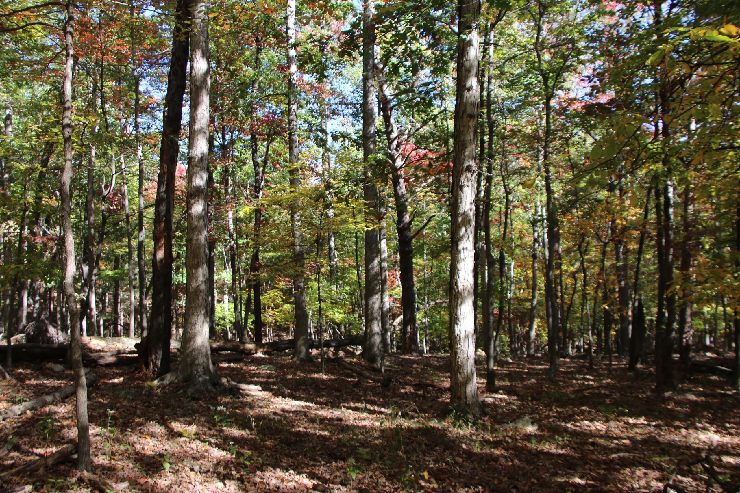 Back Road, LotWP001, Toms Brook, VA 22660 MLS VASH2007088 LandWatch