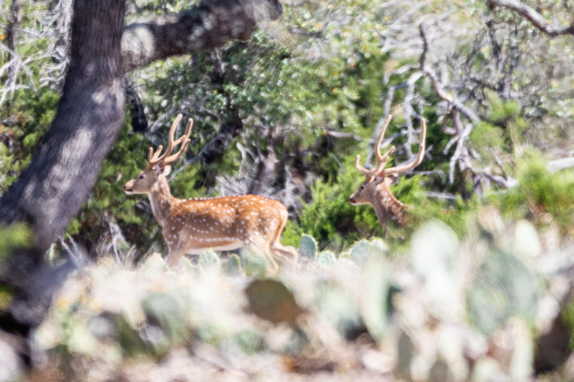 Rocksprings, Edwards County, TX Farms and Ranches, Undeveloped Land