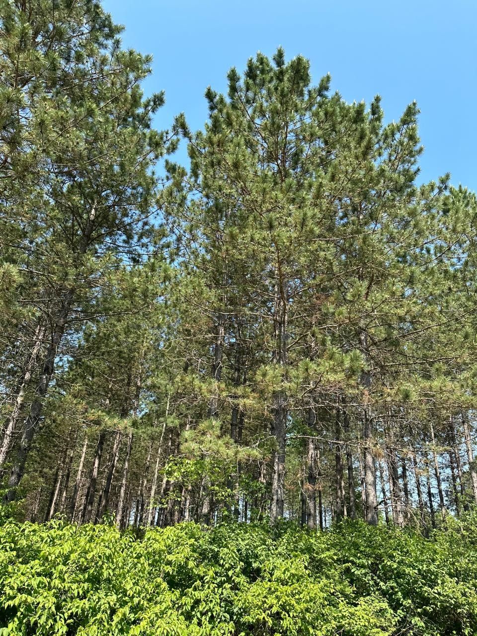 Tomahawk, Oneida County, WI Undeveloped Land for sale Property ID