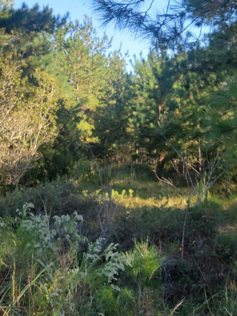 Naylor, Lowndes County, GA for sale Property ID 418160246 LandWatch