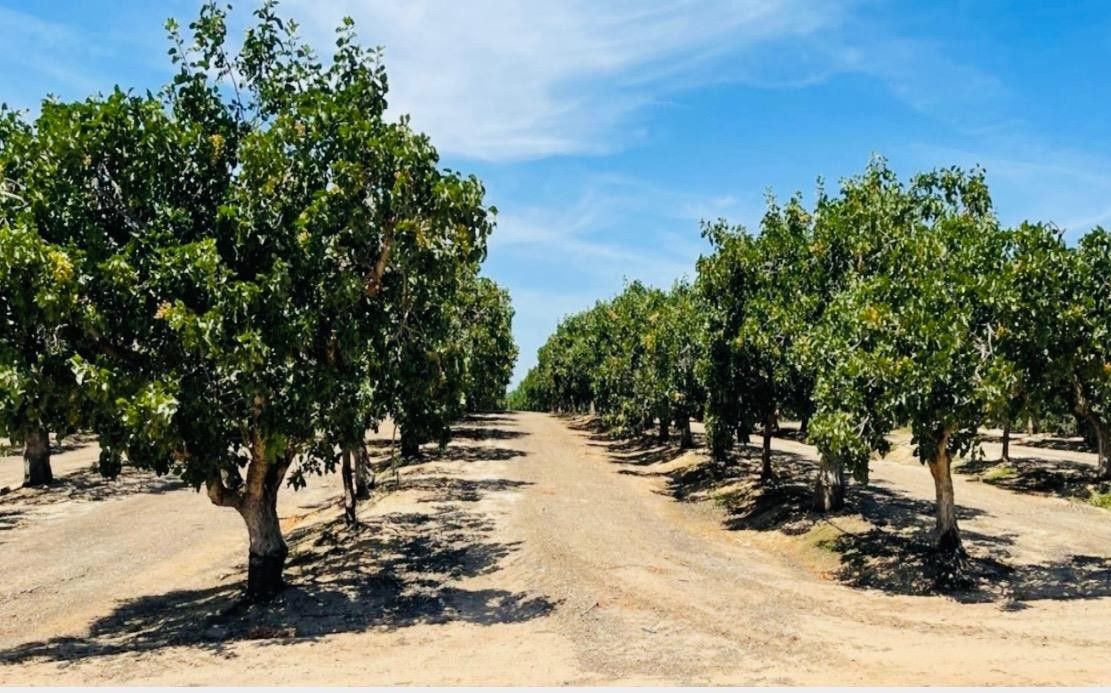 Madera, Madera County, CA Farms and Ranches for sale Property ID