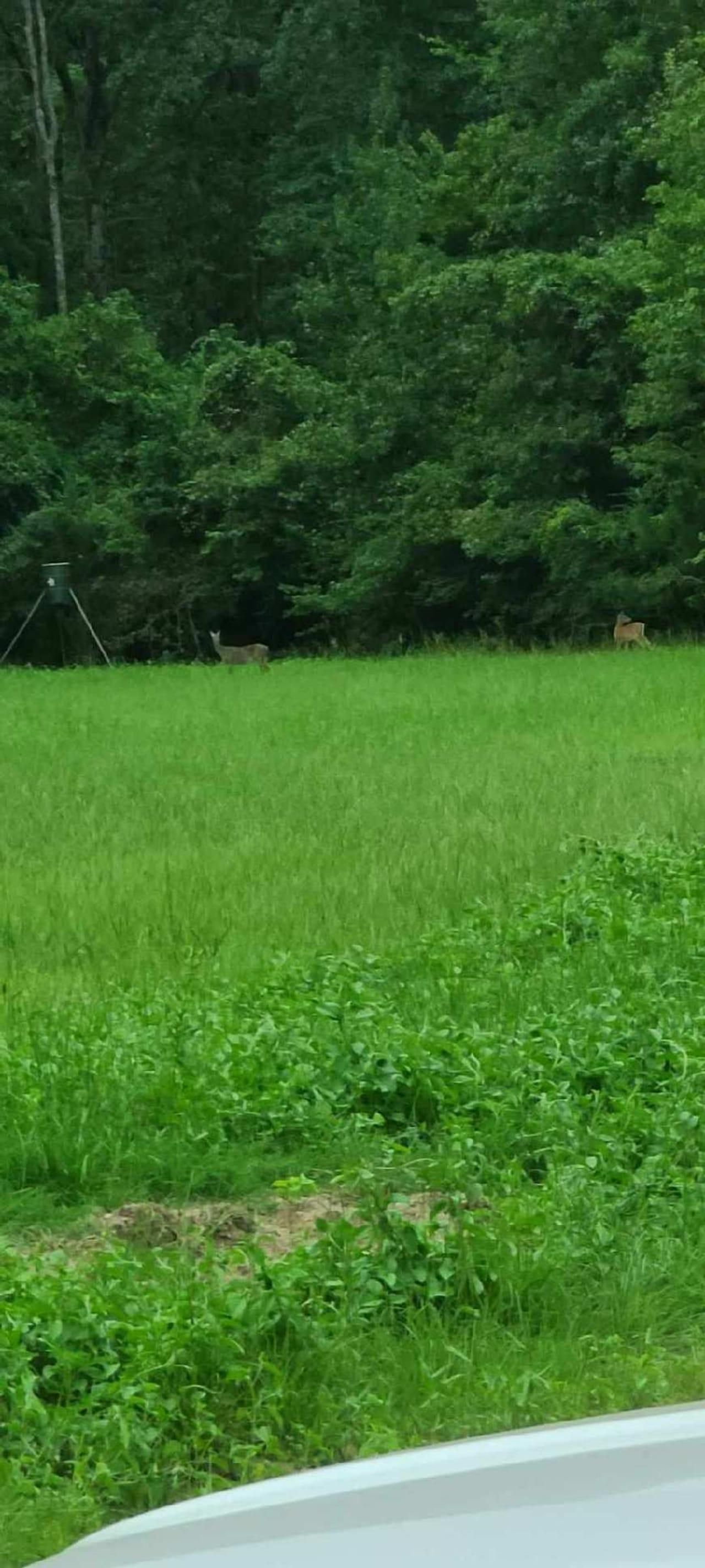 Goldonna, Natchitoches Parish, LA Recreational Property for sale