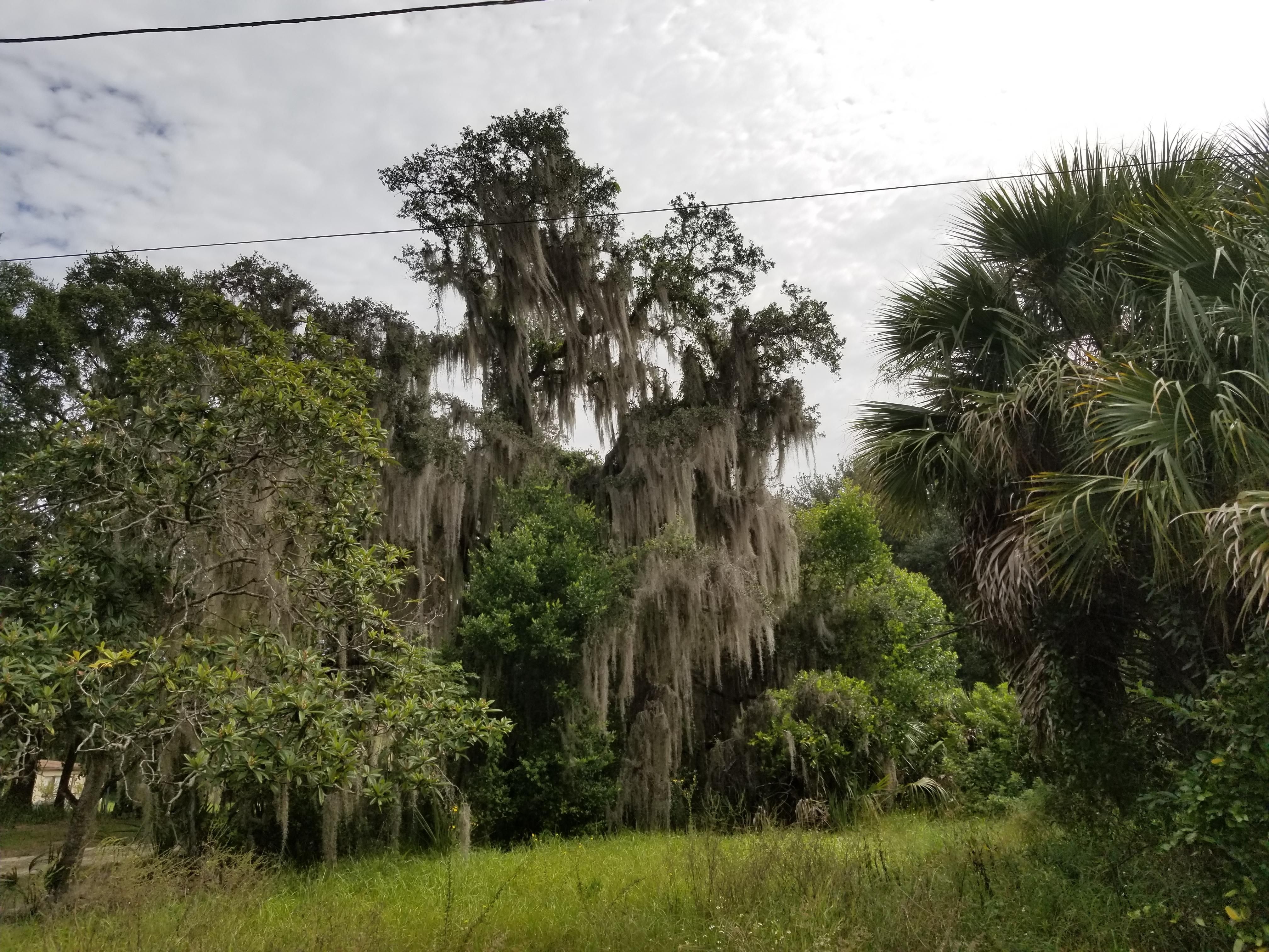 Tavares, Lake County, FL Recreational Property, Undeveloped Land