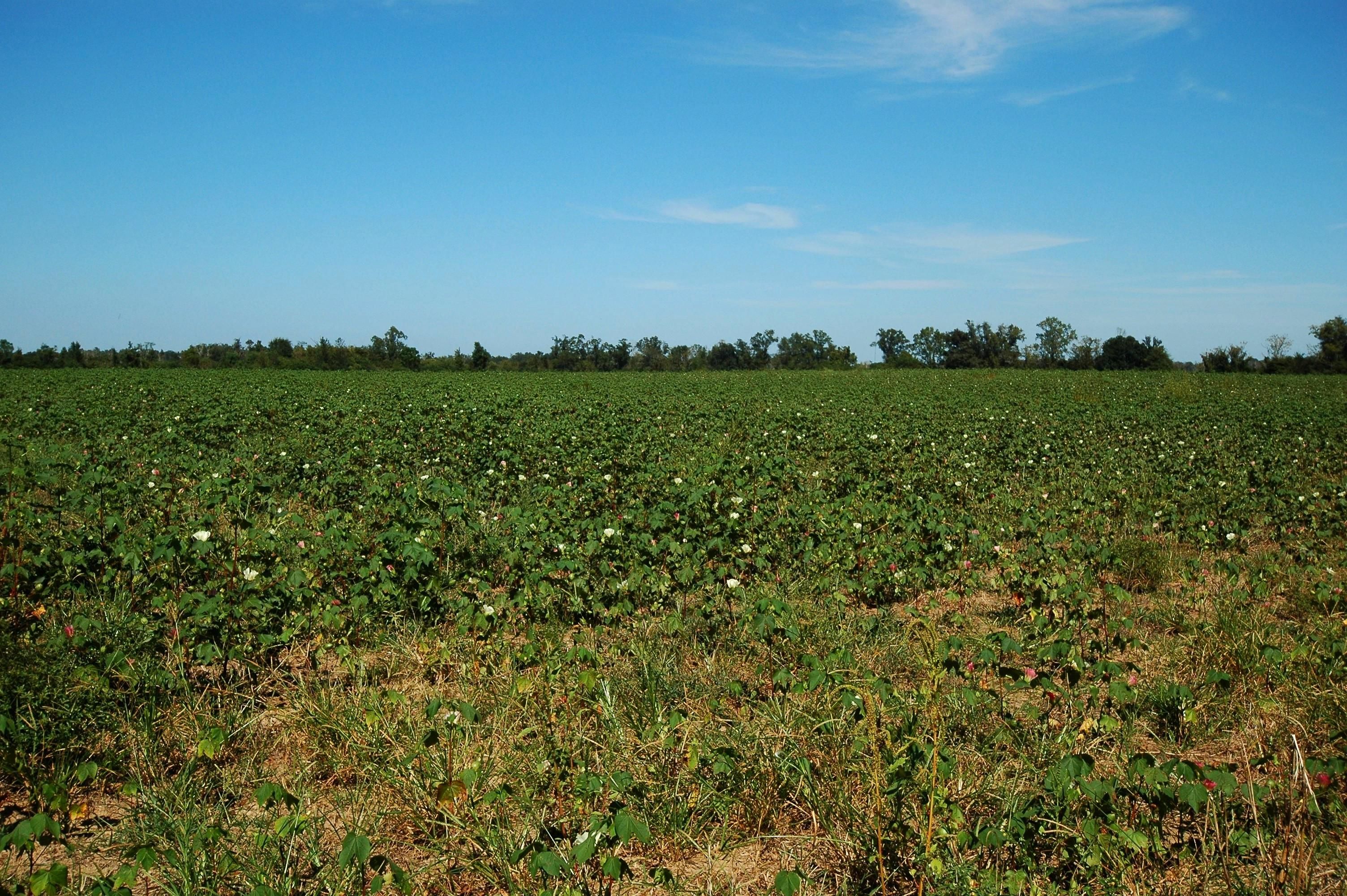 2,057 acres in Ashford, AL, 36320 LandWatch
