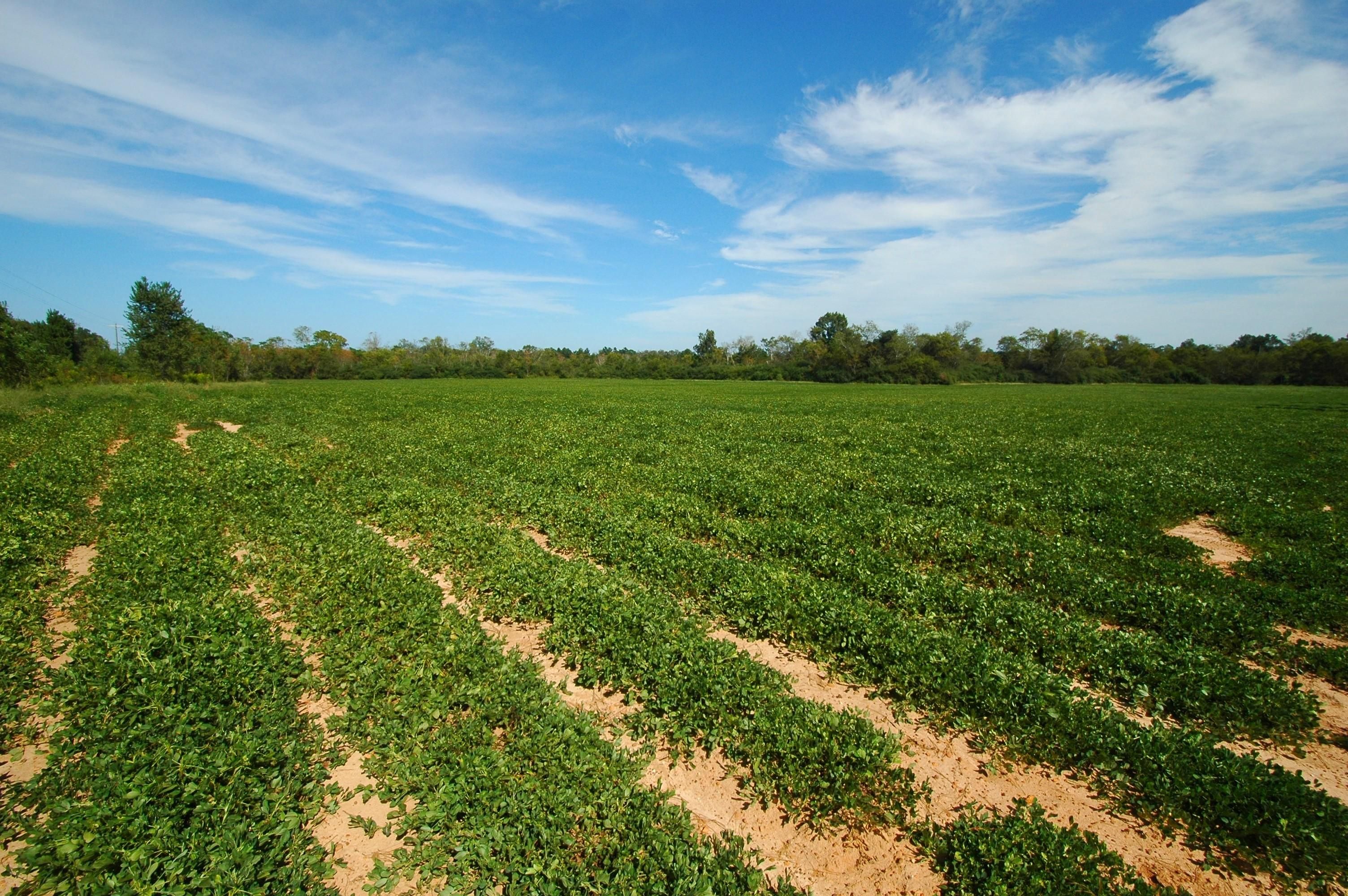 143 acres in Ashford, AL, 36312 LandWatch