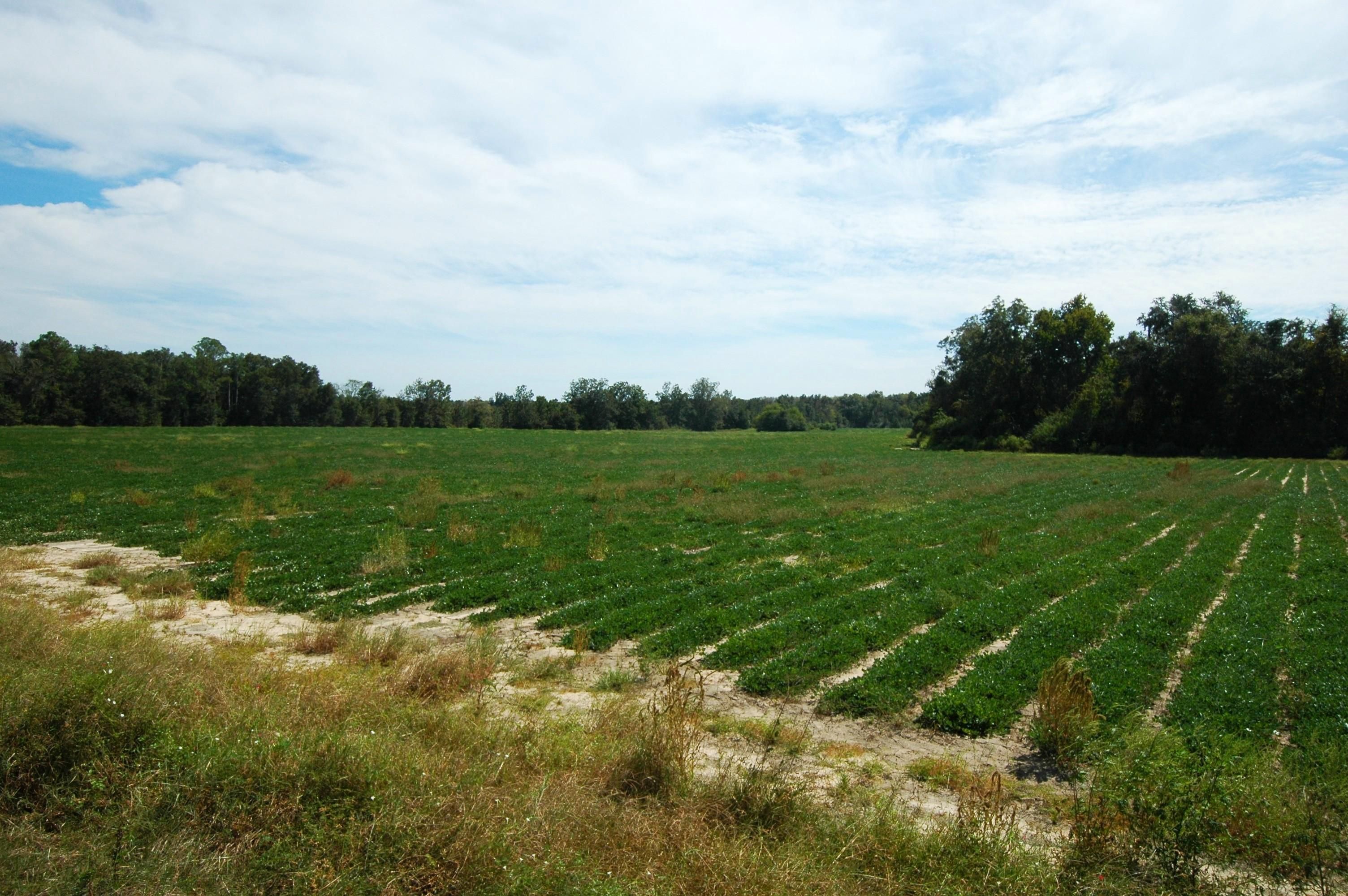 336 acres in Cottonwood, AL, 36320 LandWatch