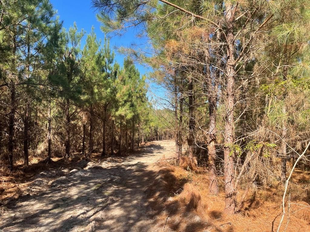 Goshen, Pike County, AL Timberland Property, Hunting Property for sale