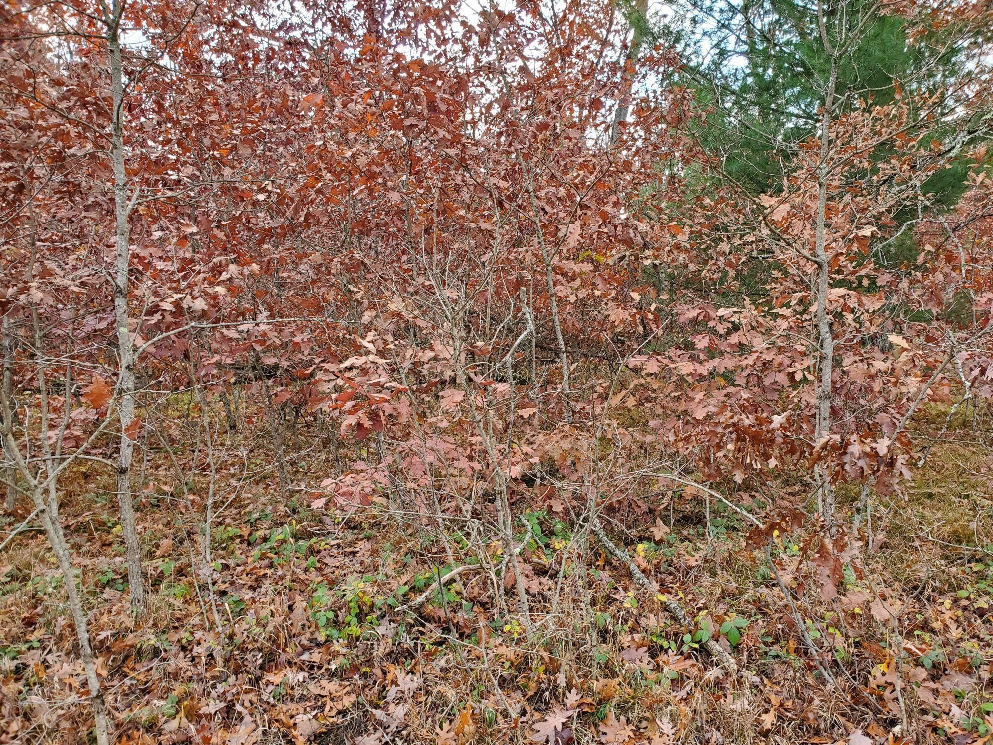 Idlewild, Lake County, MI Undeveloped Land, Homesites for sale Property