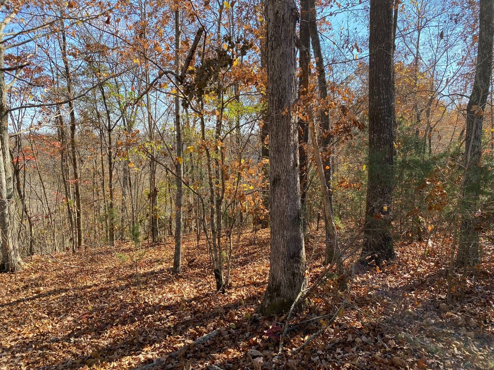 Celina, Clay County, TN Undeveloped Land for sale Property ID