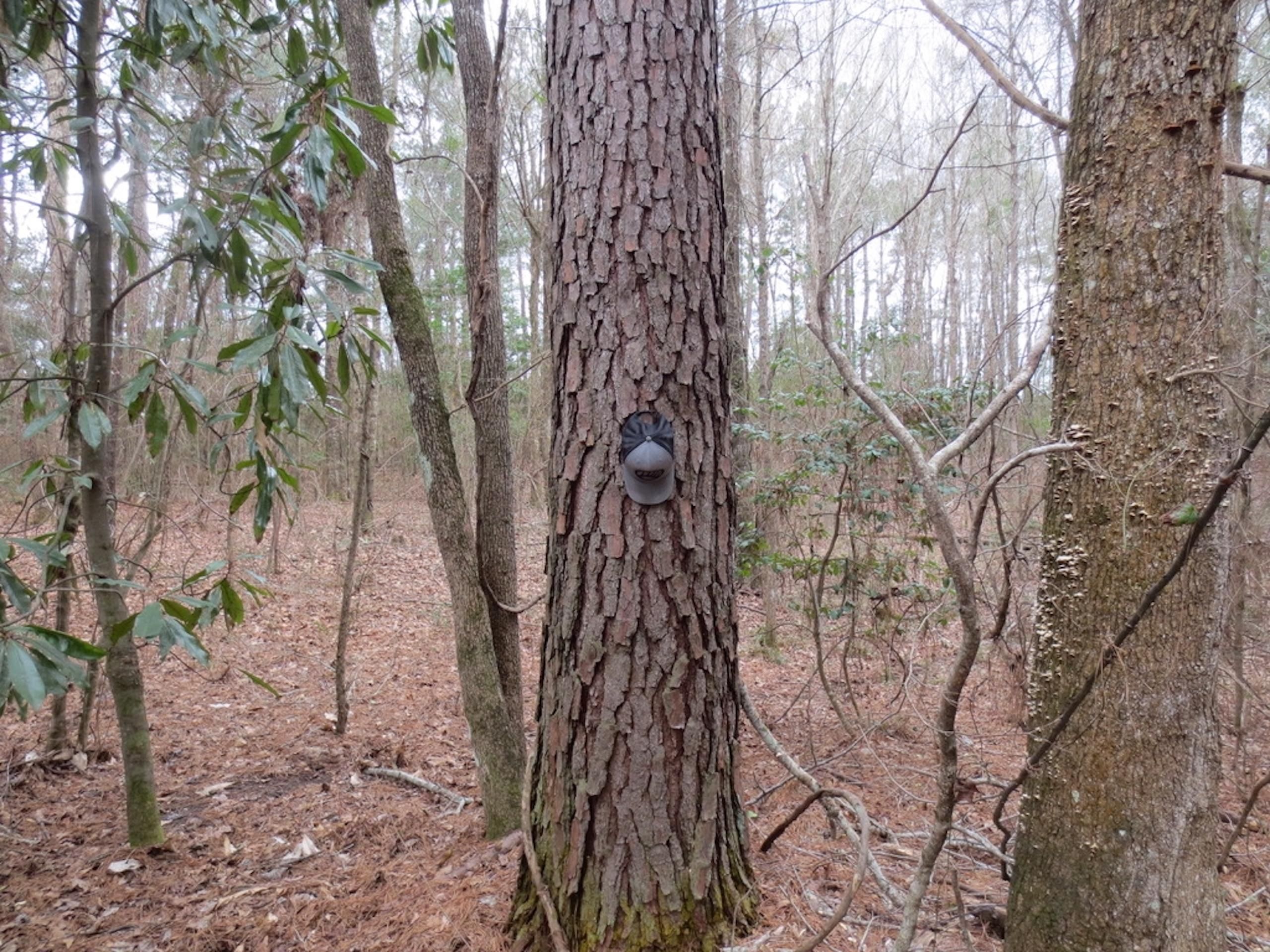 Tylertown, Walthall County, MS Recreational Property, Timberland