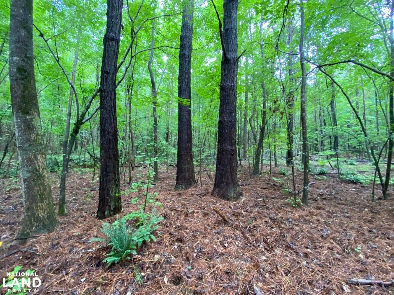 Gordo, Pickens County, AL Recreational Property, Timberland Property