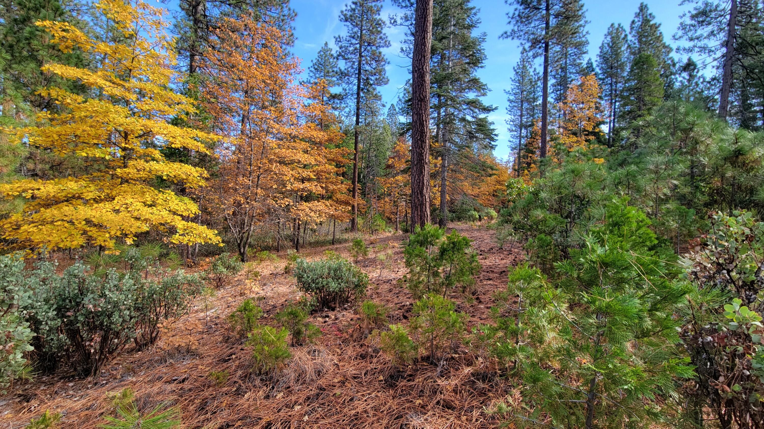 Shingletown, Shasta County, CA Undeveloped Land, Homesites for sale