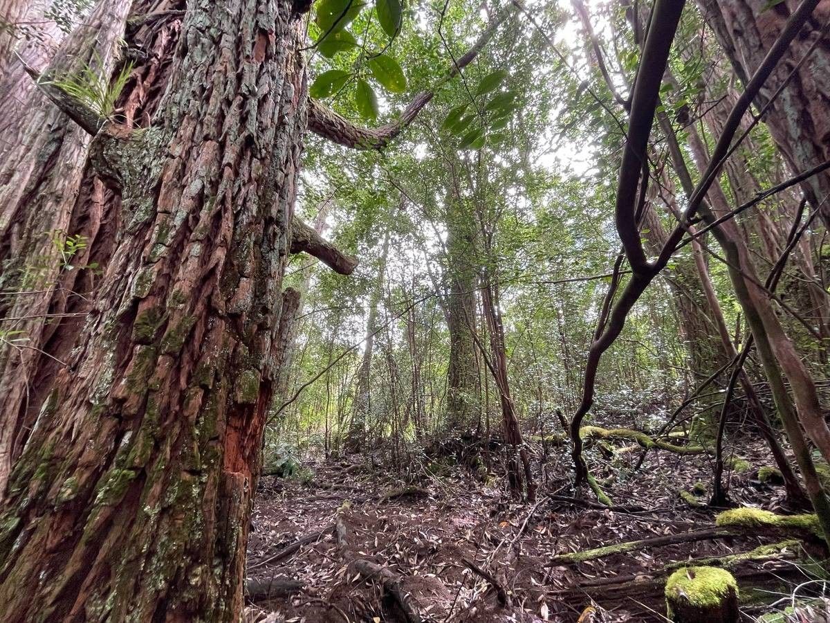 Laupahoehoe, Hawaii County, HI Undeveloped Land for sale Property ID