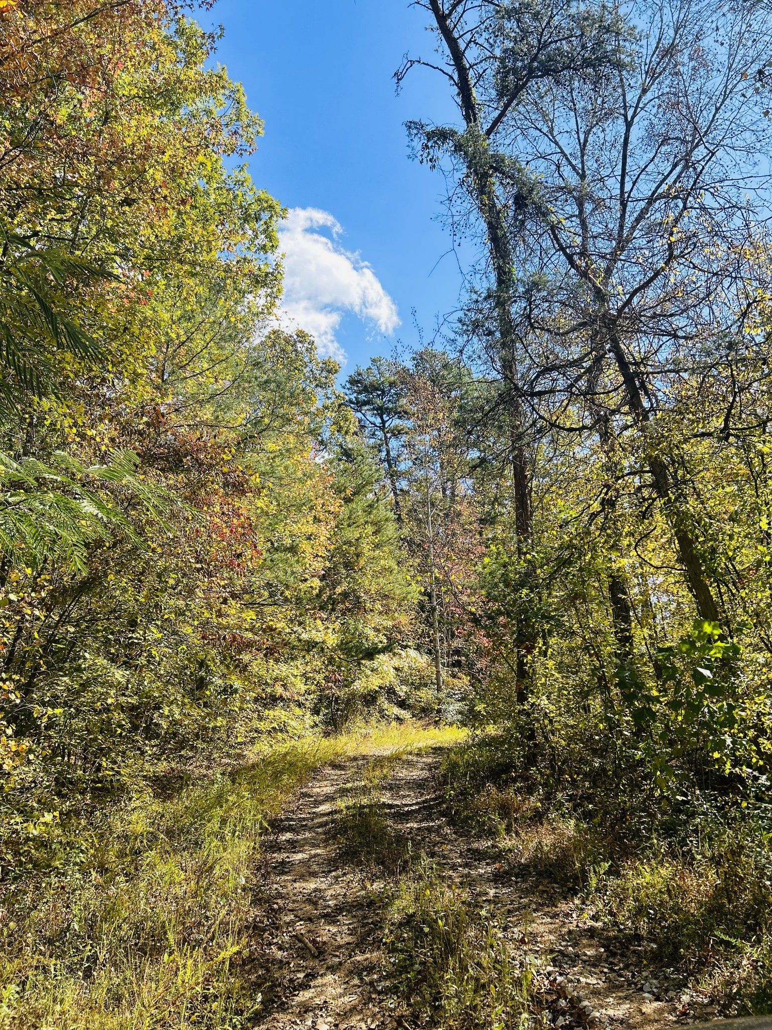 Clifton, Perry County, TN Undeveloped Land for sale Property ID