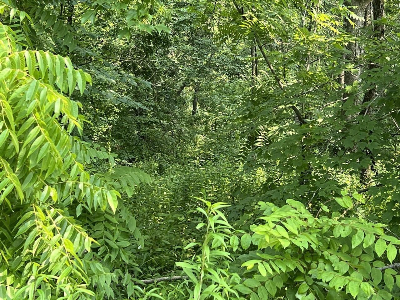 Cub Run, Hart County, KY Homesites for sale Property ID 416773903