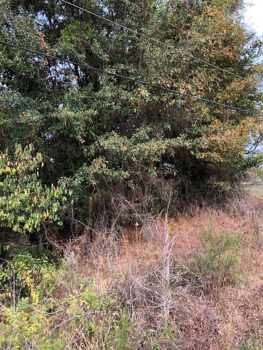 Greenville, Butler County, AL Undeveloped Land for sale Property ID 418268545 LandWatch