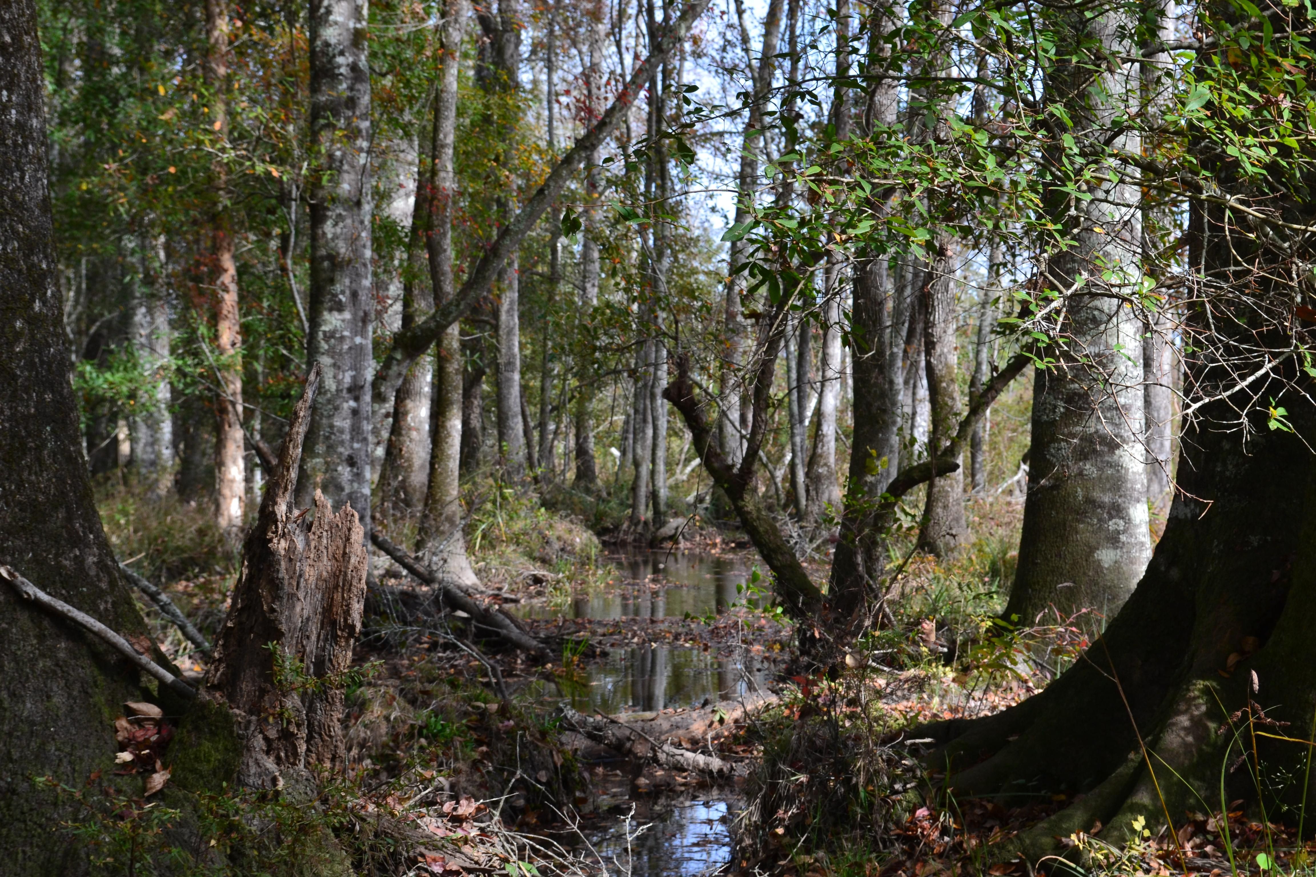 Dublin, Laurens County, GA Recreational Property, Timberland Property
