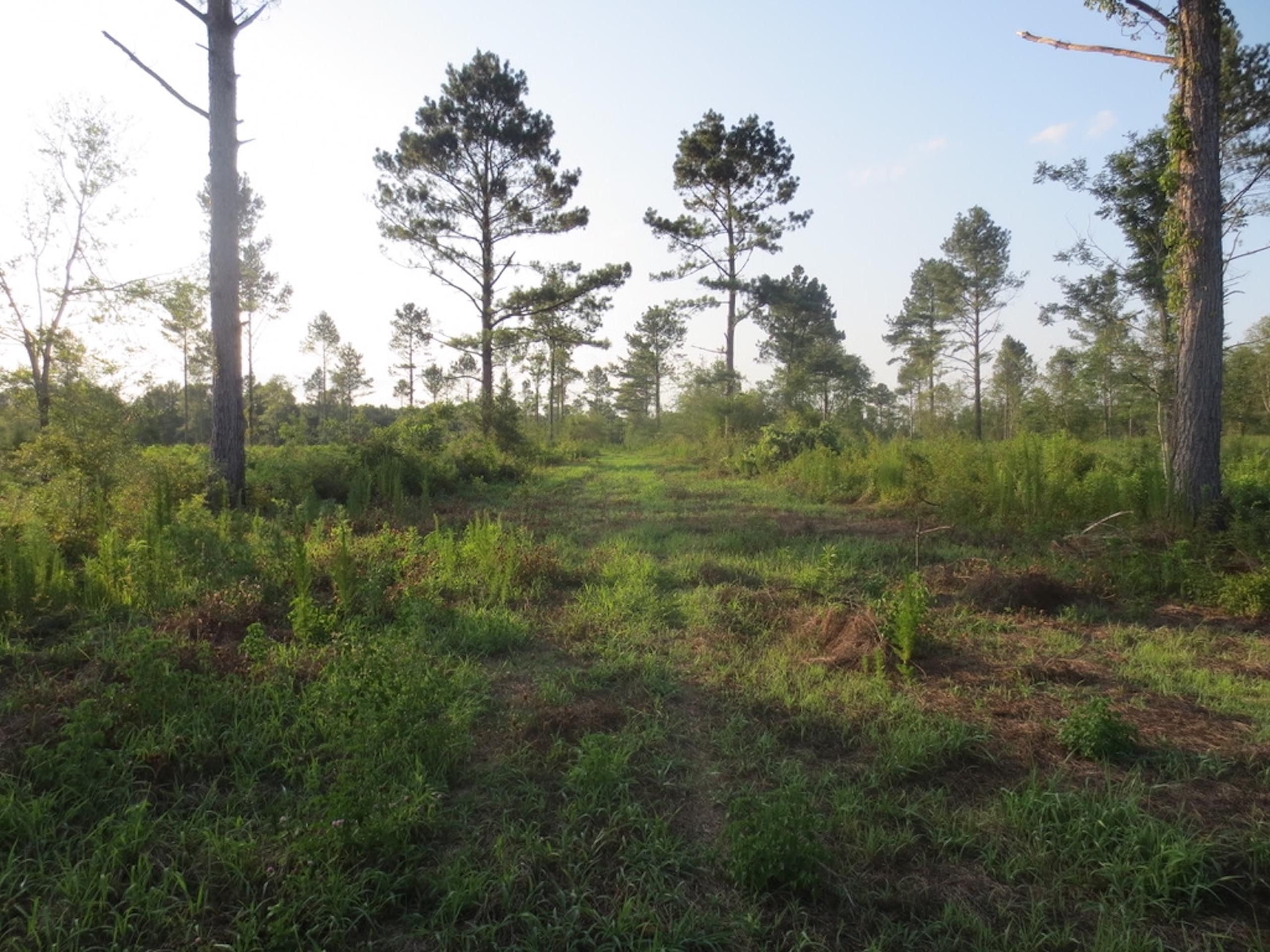 Sandy Hook, Walthall County, MS Recreational Property for sale Property
