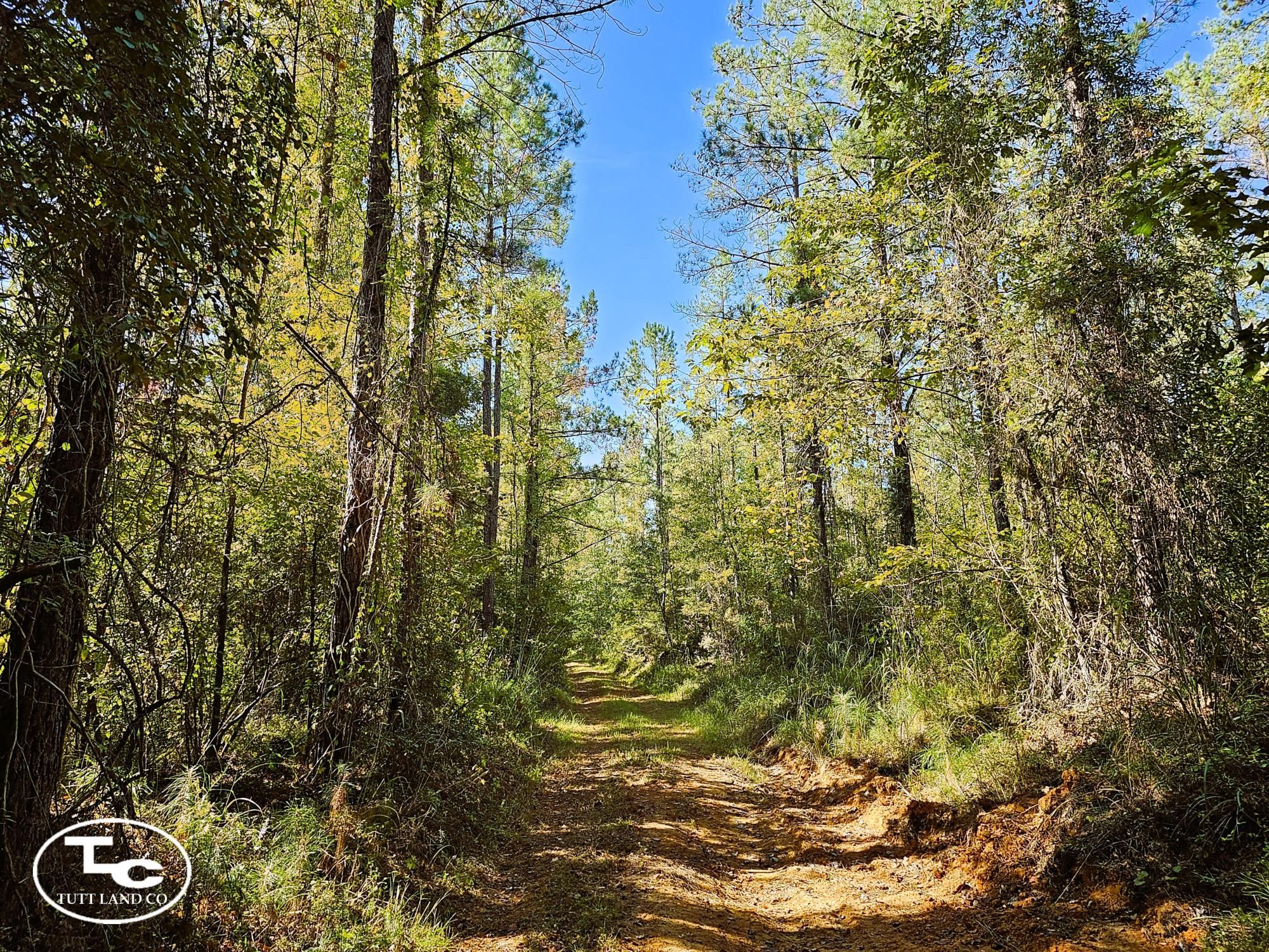 Furman, Wilcox County, AL Timberland Property, Hunting Property for