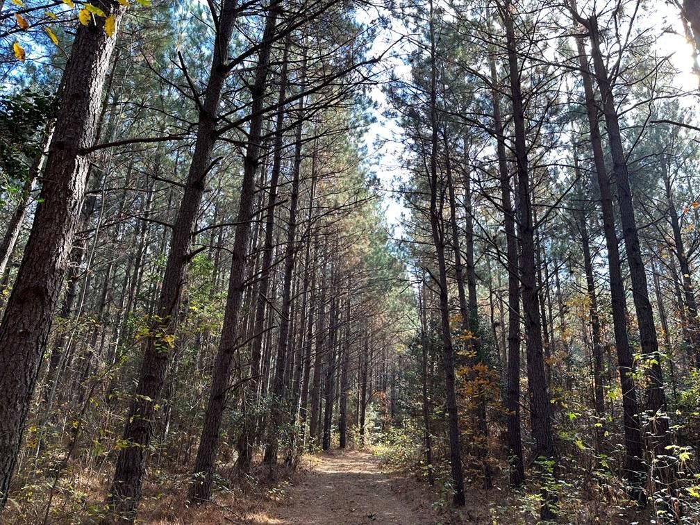 Dinwiddie, Dinwiddie County, VA Recreational Property, Timberland