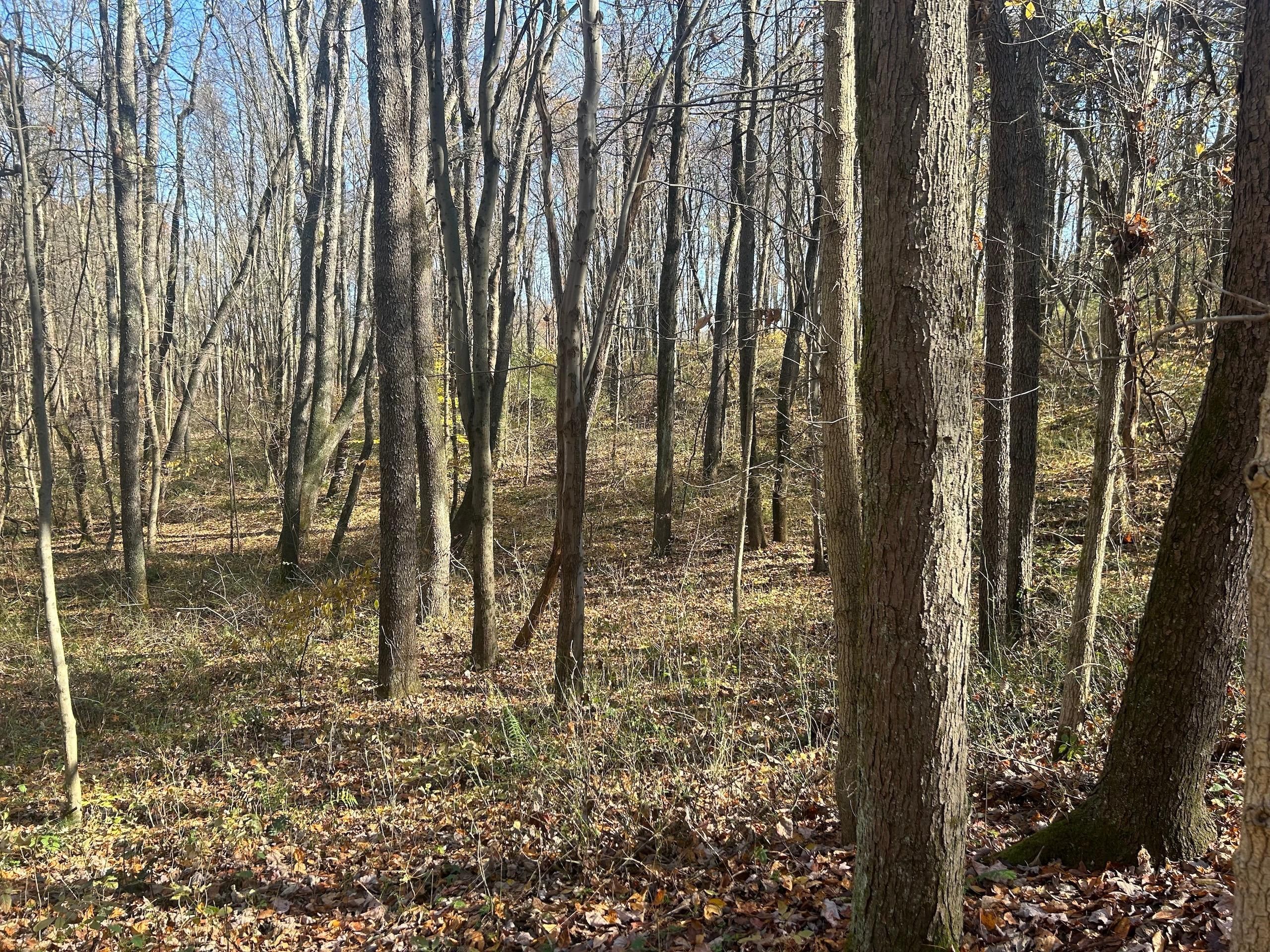 Adamsville, Muskingum County, OH Recreational Property, Timberland