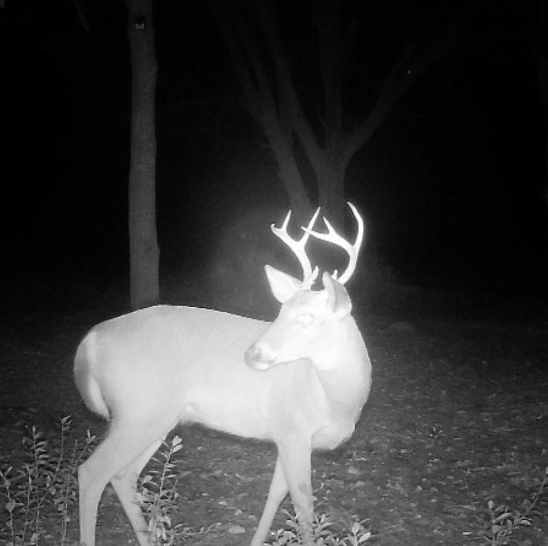 Lee, Madison County, FL Recreational Property, Undeveloped Land