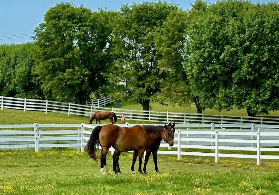 1225 Kentucky 56, KY 42437 LandWatch