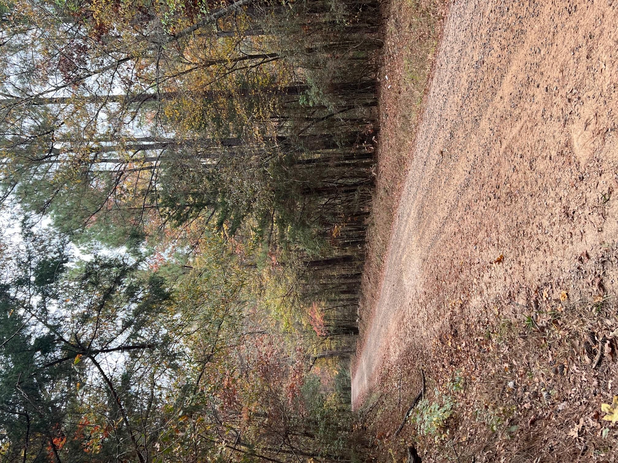 Shealy Rd, Leesville, SC 29070 MLS 574068 LandWatch