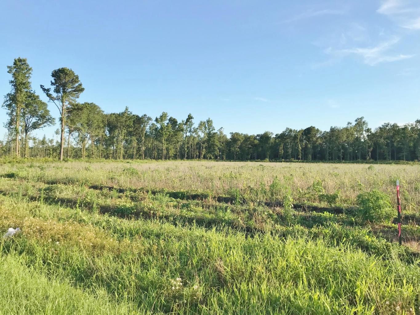 Holly Hill, Orangeburg County, SC Undeveloped Land, Homesites for sale Property ID 407591633