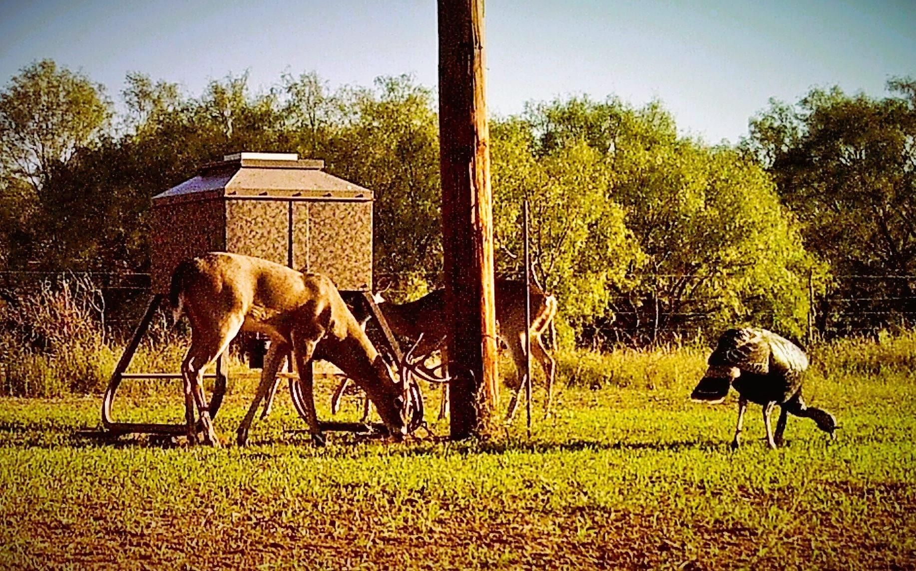 Rockwood, Coleman County, TX Farms and Ranches, Hunting Property