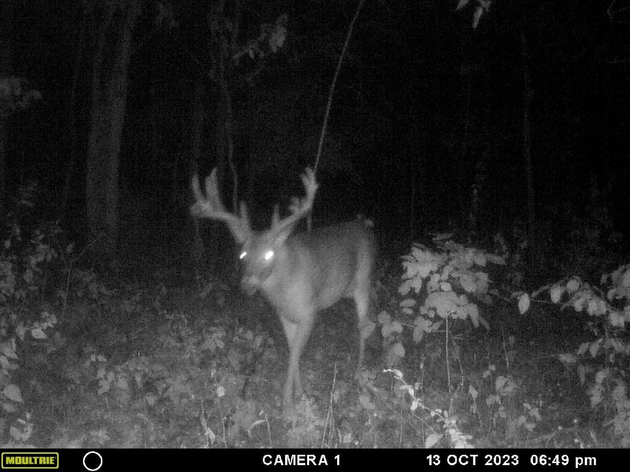 Odin, Marion County, IL Recreational Property, Timberland Property