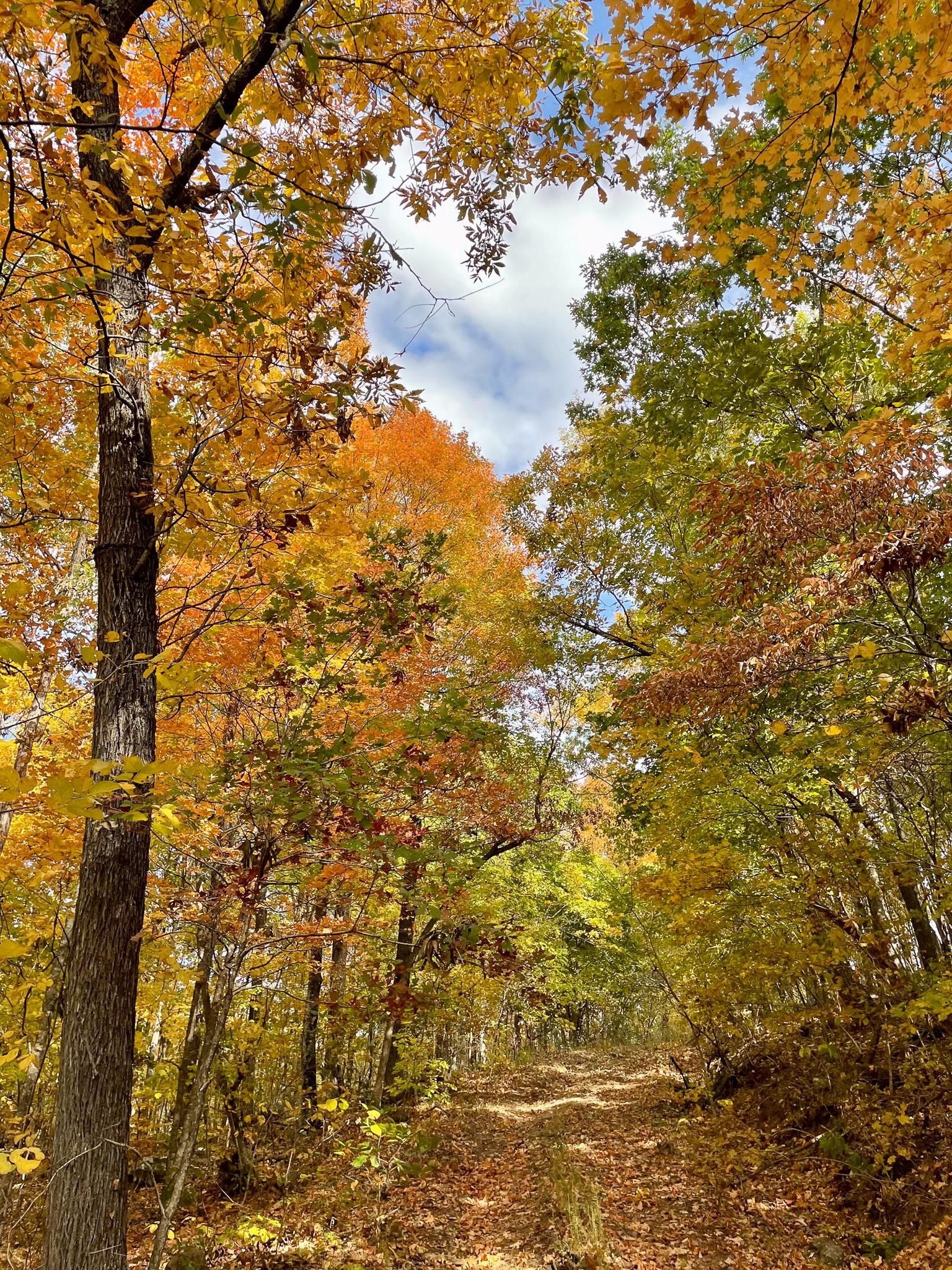 530.42 acres in Snowball, AR, 72650 LandWatch