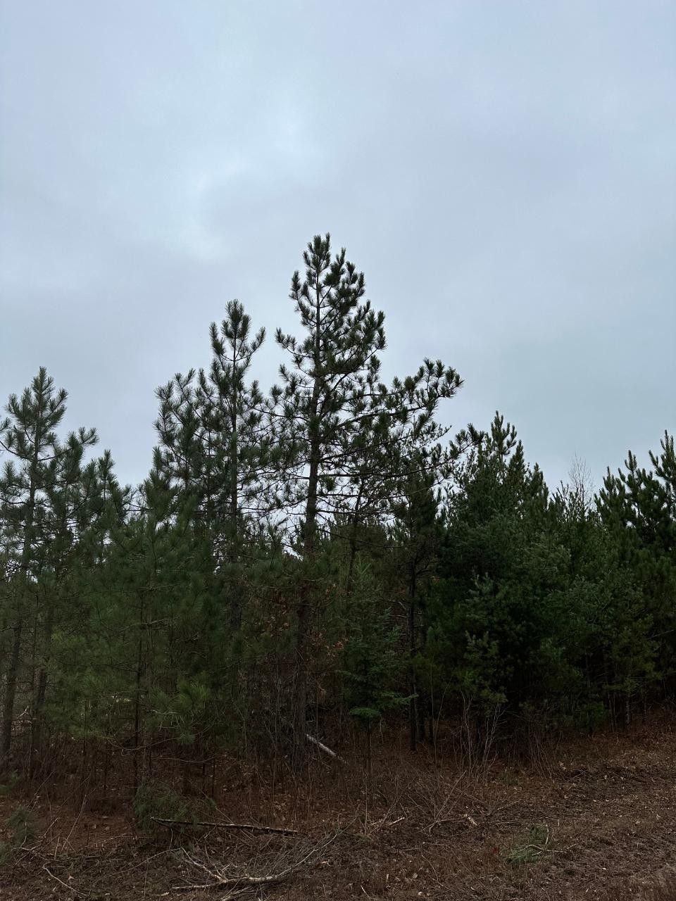 On SWAMP LAKE RD, Tomahawk, WI 54487 MLS 204750 LandWatch