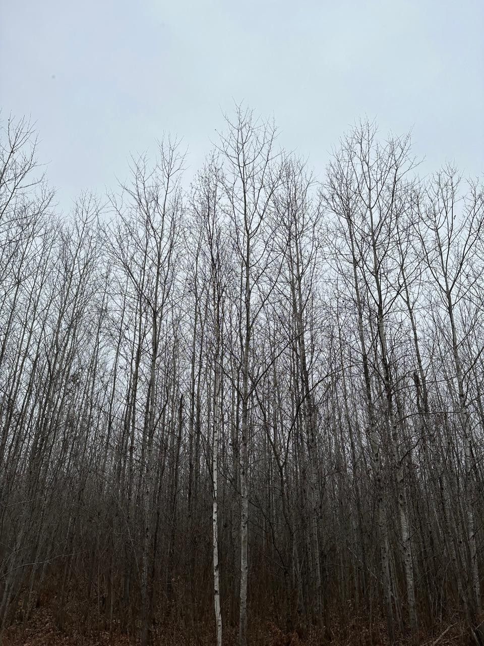 On BURROWS LAKE RD, Tomahawk, WI 54487 MLS 204776 LandWatch