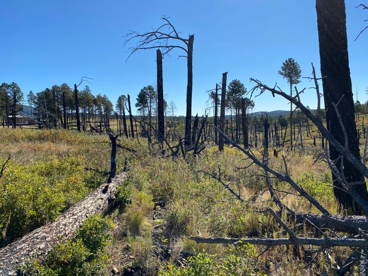 Timberon, Otero County, NM Recreational Property, Homesites for sale