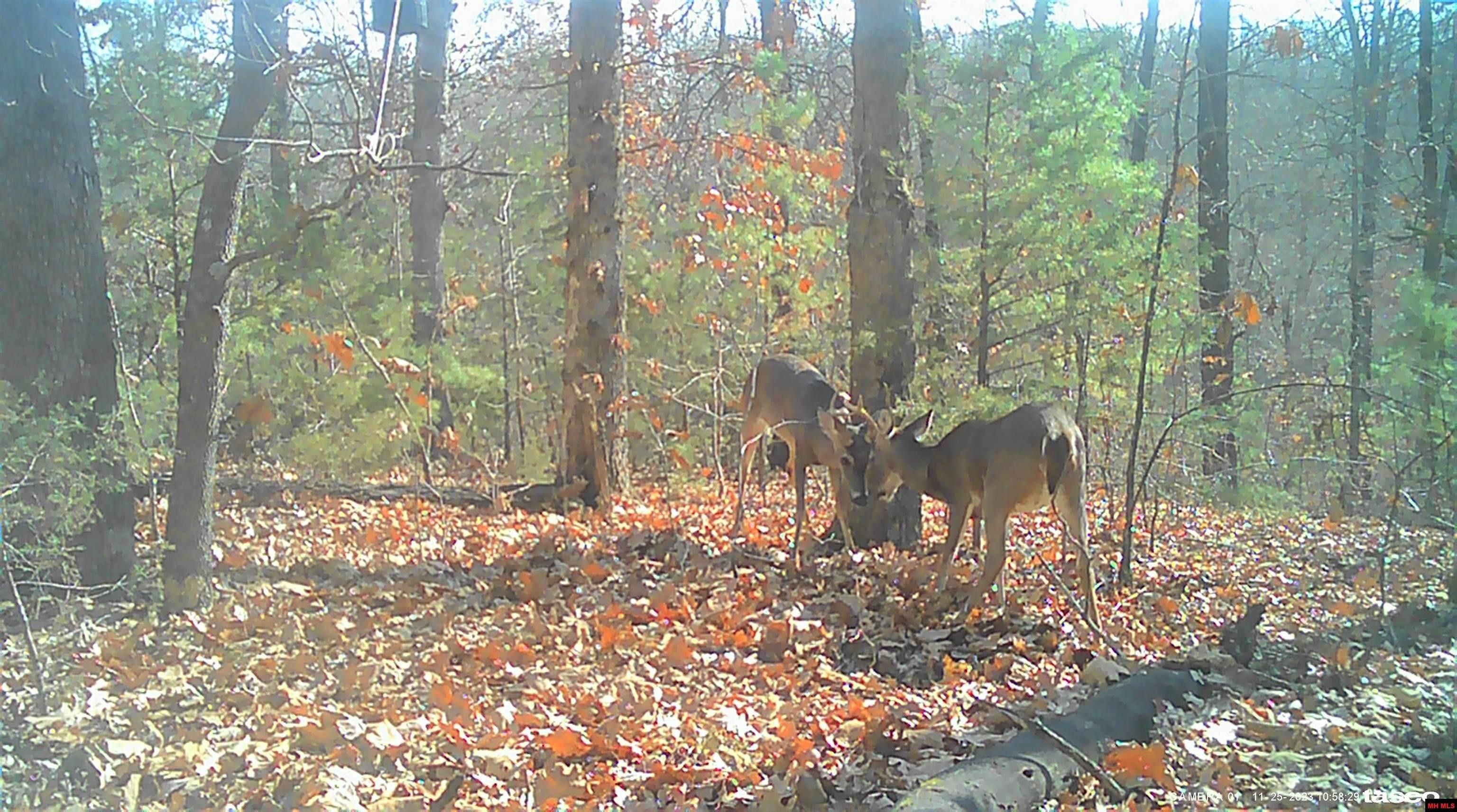 Yellville, Marion County, AR Undeveloped Land for sale Property ID