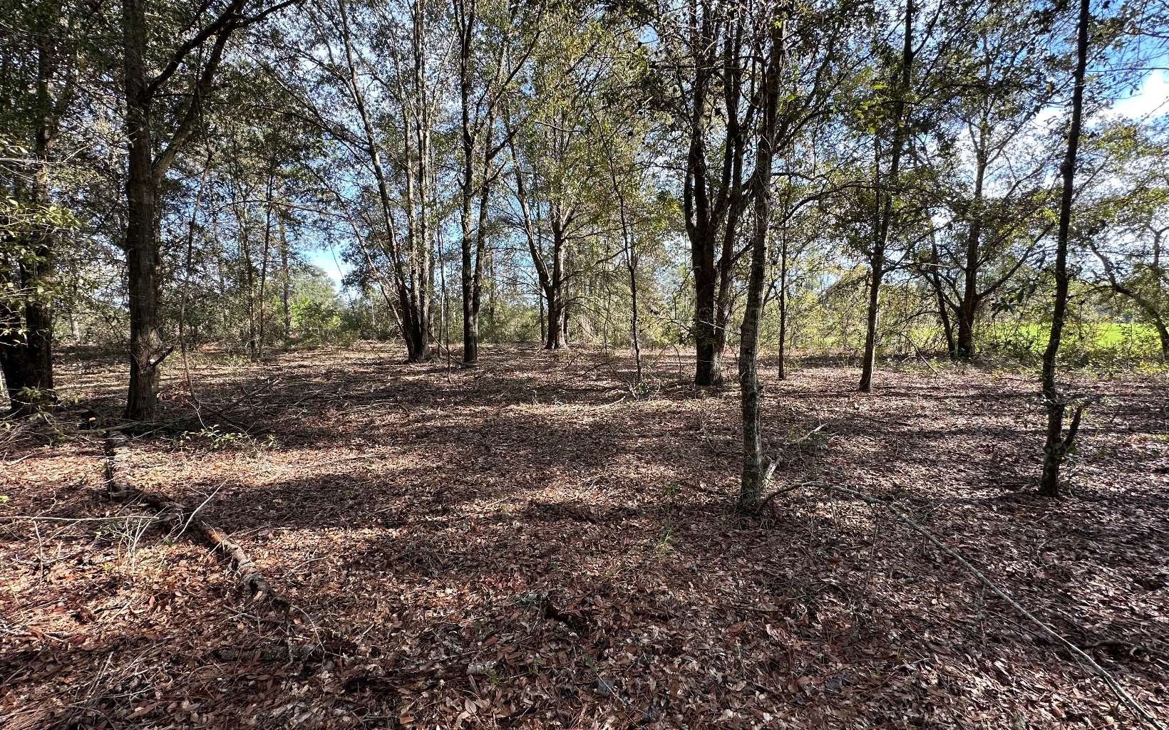 Bell, Gilchrist County, FL Undeveloped Land for sale Property ID 418369559 LandWatch